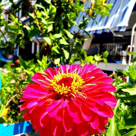 ホテル Zante Dahlia ラガナス エクステリア 写真