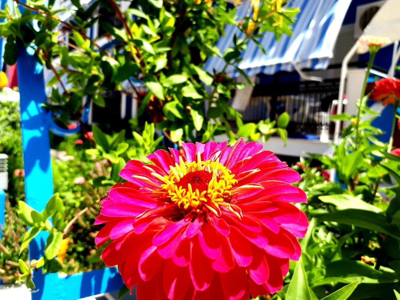 ホテル Zante Dahlia ラガナス エクステリア 写真