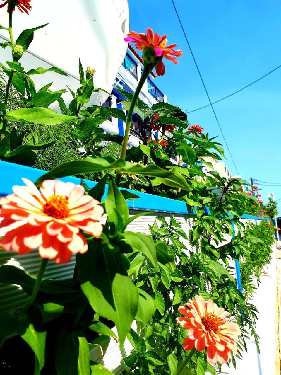 ホテル Zante Dahlia ラガナス エクステリア 写真